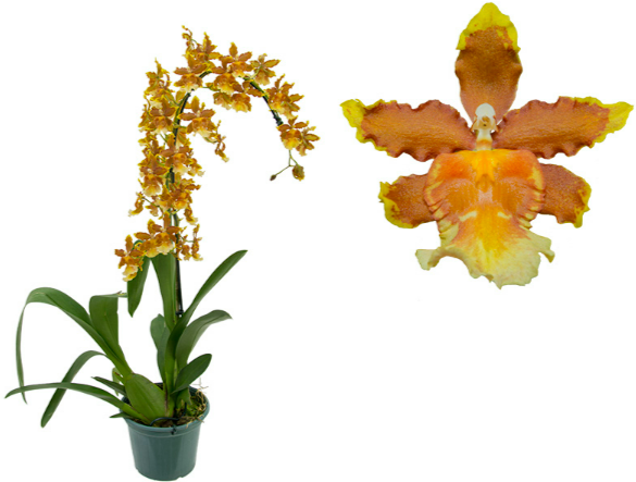 ORQUIDEA CATATANTE SUN SPOTS P14