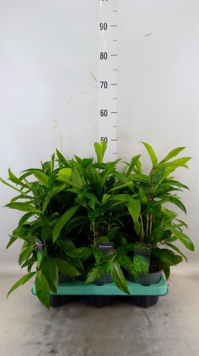 <h4>Dracaena surculosa</h4>