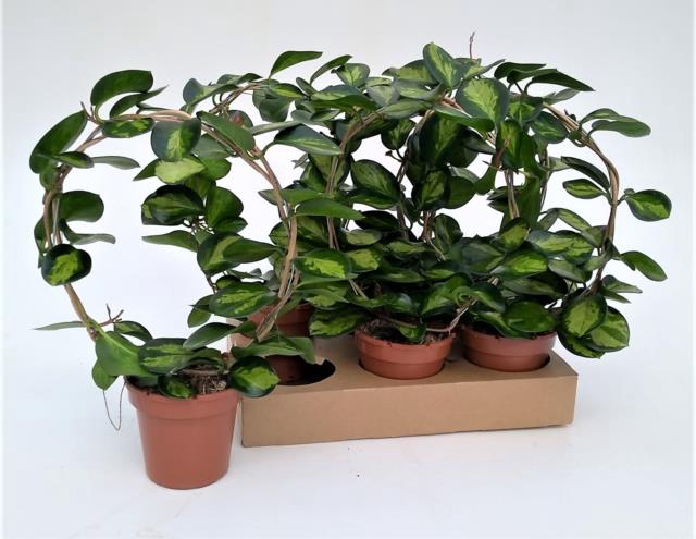 Hoya Australis Lisa