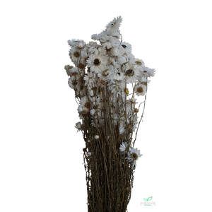 DRIED FLOWERS - ACROCLINIUM WHITE