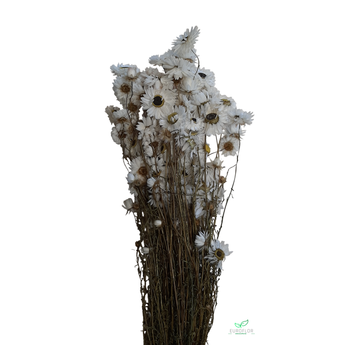 <h4>DRIED FLOWERS - ACROCLINIUM WHITE</h4>