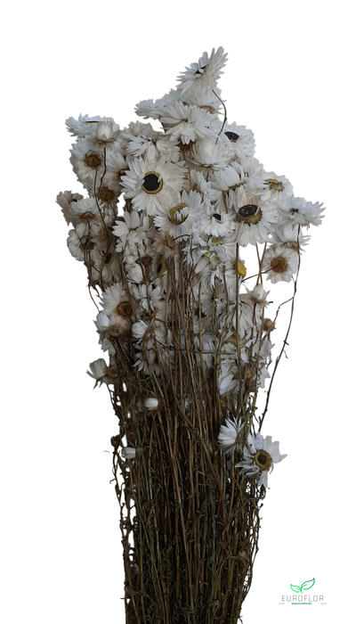 DRIED FLOWERS - ACROCLINIUM WHITE