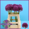 Allium Pinball Wizar
