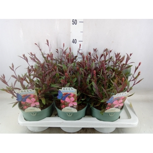 Gaura lindheimeri 'Belleza Dk Pink'