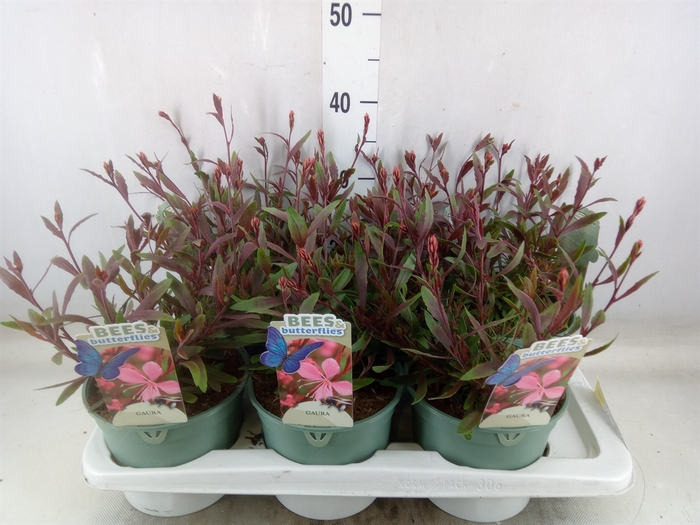 <h4>Gaura lindheimeri 'Belleza Dk Pink'</h4>