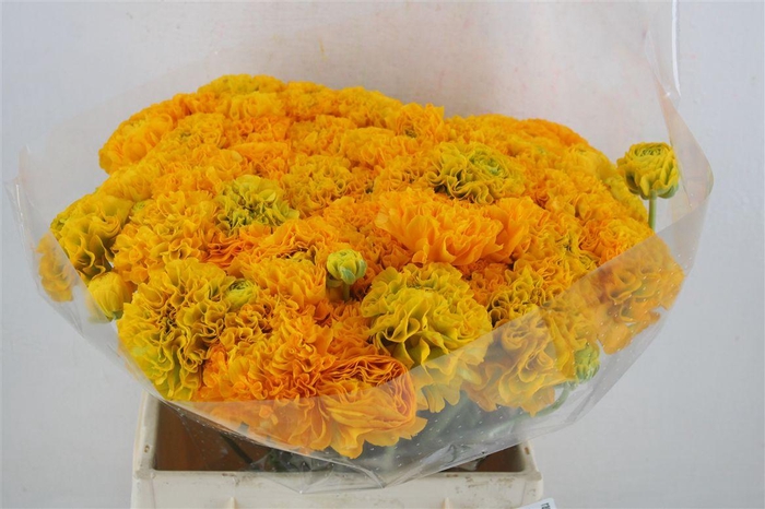 <h4>Ran Ponpon Ex Trilly</h4>