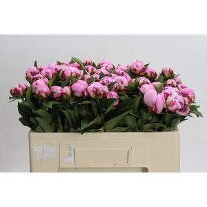 Paeonia Ussiknow