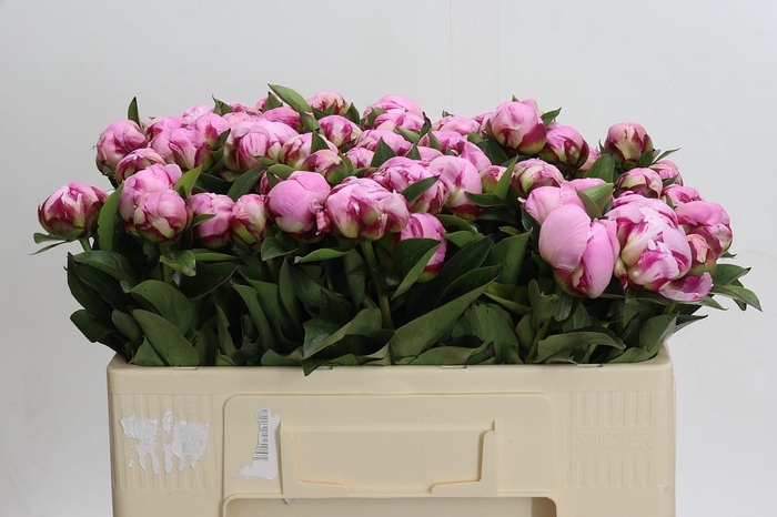 <h4>Paeonia Ussiknow</h4>