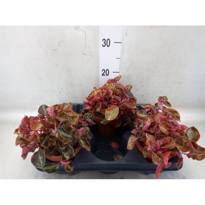 <h4>Peperomia caperata ...</h4>