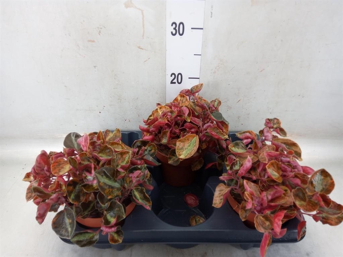 <h4>Peperomia caperata   ...</h4>