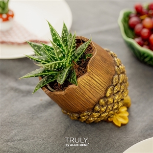 TRULY succulent, Pine cone (Ice Age)