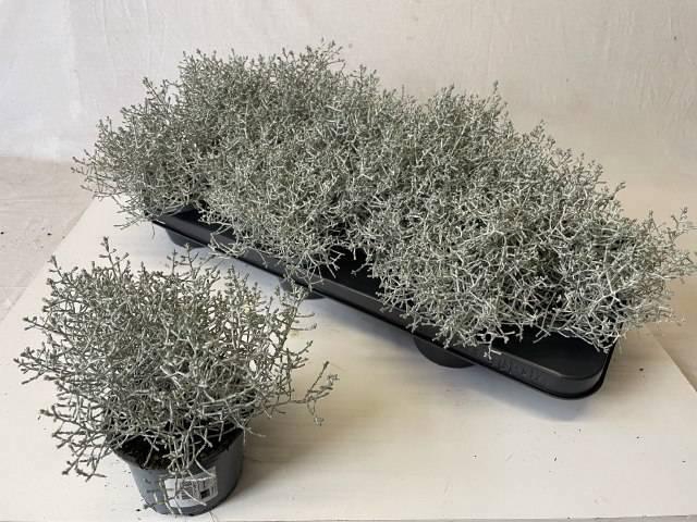 <h4>LEUCOPH BROWNII</h4>