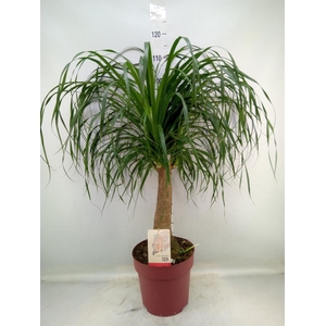 Beaucarnea recurvata