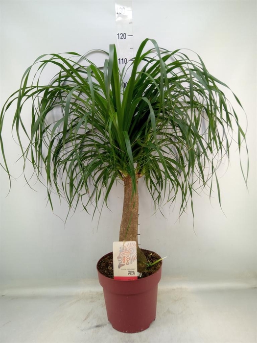 <h4>Beaucarnea recurvata</h4>
