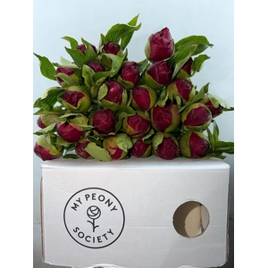 Paeonia Christmas Velvet