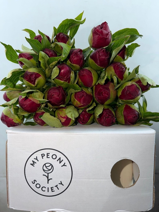 <h4>Paeonia Christmas Velvet</h4>