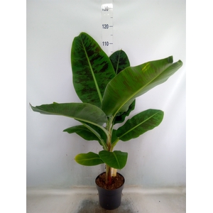 Musa  'Dwarf Cavendish'