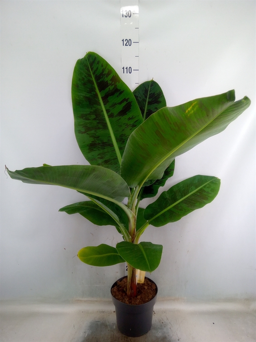 <h4>Musa  'Dwarf Cavendish'</h4>