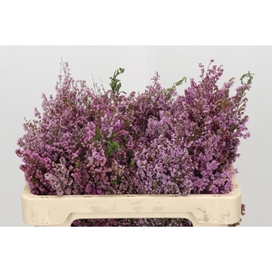 Kaaps Groen Erica Melanthera