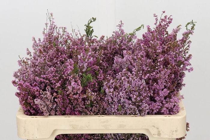 <h4>Kaaps Groen Erica Melanthera</h4>