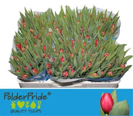 <h4>Tu Du Largo</h4>