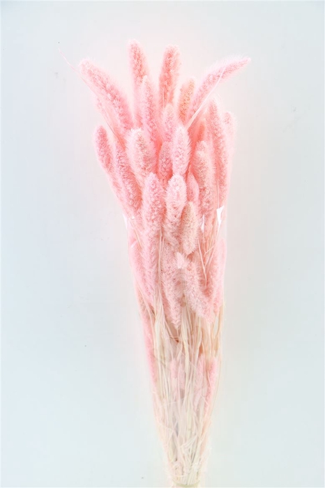 Dried Setaria Bl L. Pink Bunch
