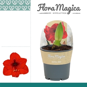 Hippeastrum Royal Red 2 knop in Potkraag