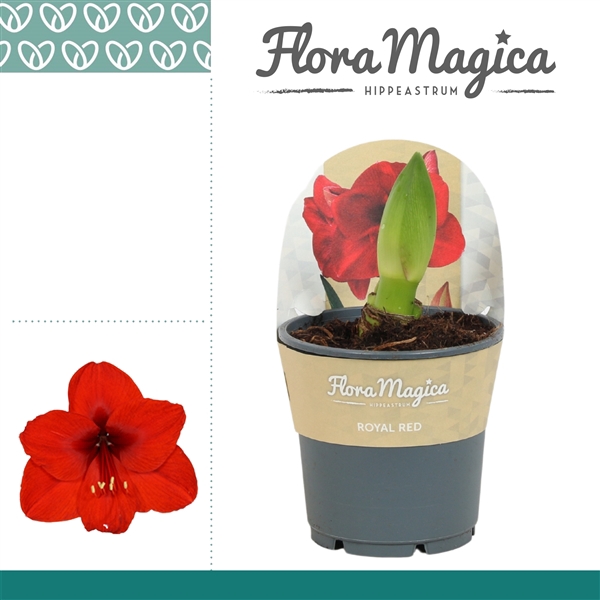 <h4>Hippeastrum Royal Red 2 knop in Potkraag</h4>