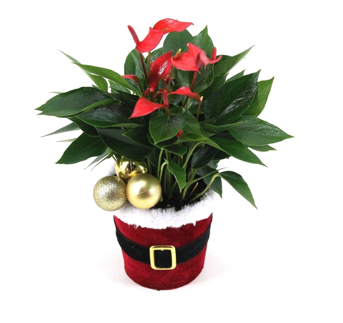 <h4>Anthurium XL.67 Trillions Red 12cm in kerstpakpot Santi met kerstbalbijsteker</h4>