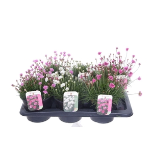 Armeria maritima mix
