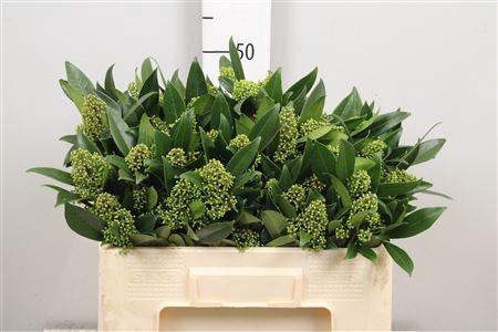 <h4>Skim C Kew Green Bs</h4>