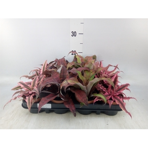 Cryptanthus   ...mix