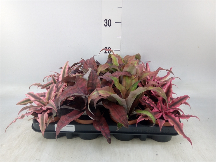 <h4>Cryptanthus   ...mix</h4>