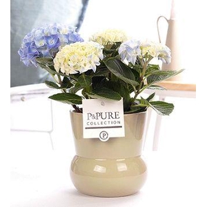 Hydrangea white in P&PURE Plant Vase Maxima green