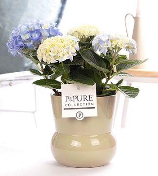 <h4>Hydrangea white in P&PURE Plant Vase Maxima green</h4>