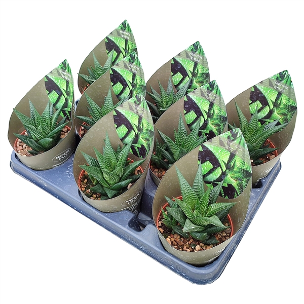 <h4>HAWORTHIA LIMIFOLIA - POT Ø 10,5 WITH POTCOVER (SUCCULENTEN)</h4>