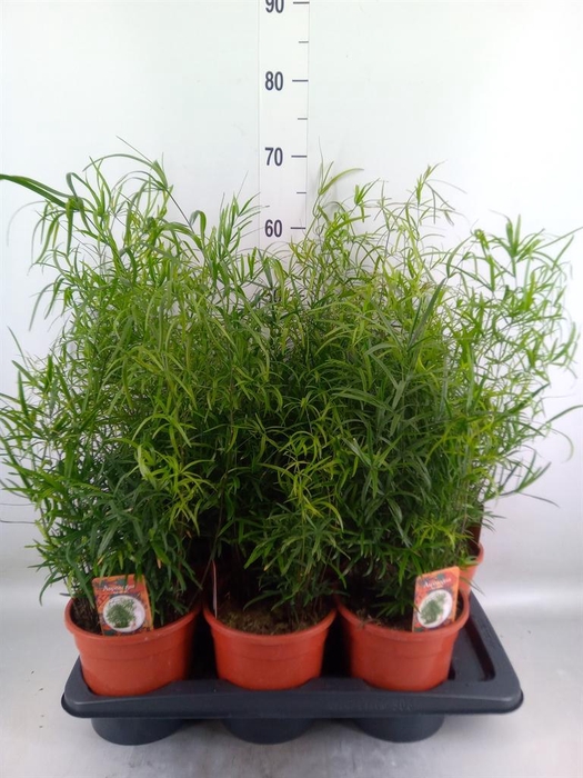 <h4>Asparagus falcatus</h4>