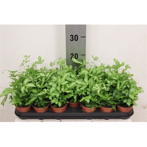 Pteris Albolin(cret)