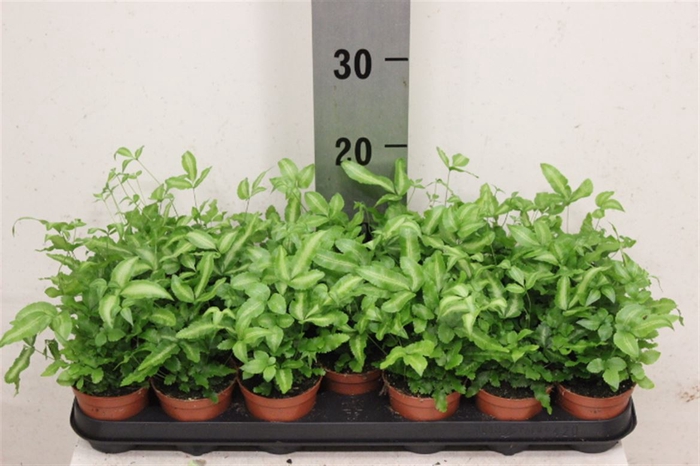 <h4>Pteris Albolin(cret)</h4>