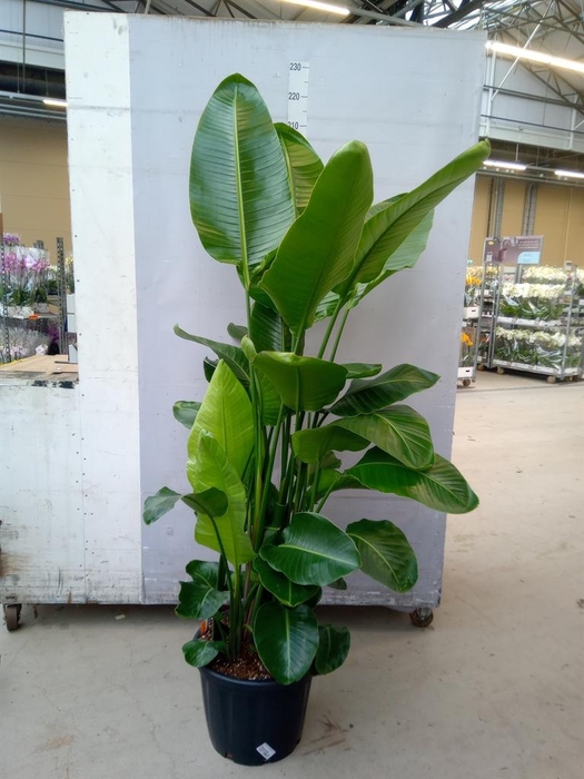 <h4>Strelitzia nicolai</h4>