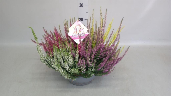 <h4>Calluna vulg. 'Beauty L High Five'</h4>