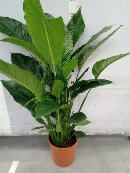 <h4>Spathiphyllum  'Sweet Sebastiano'</h4>