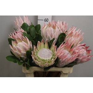 Protea Cynaroides