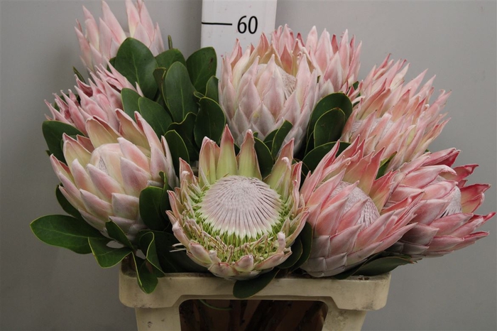 Protea Cynaroides