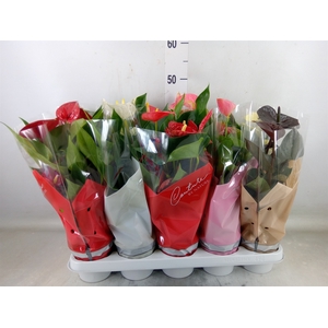Anthurium   ...mix 4