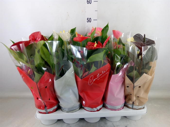 <h4>Anthurium   ...mix 4</h4>