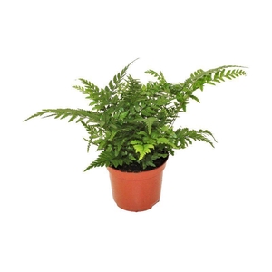 Athyrium overig