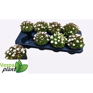 SAXIF AR IC PEARL WH