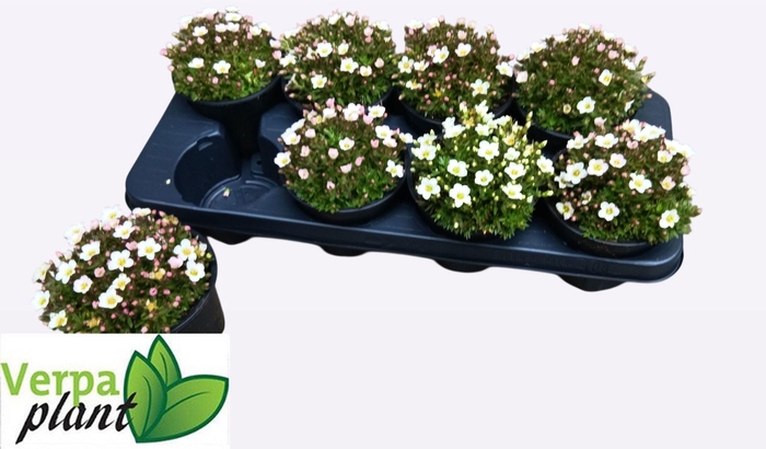 <h4>SAXIF AR IC PEARL WH</h4>