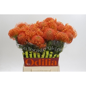 LEUCO AYOBA ORA ZEST